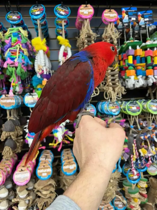 SOLOMON ISLAND ECLECTUS ❤️ - Photo 5
