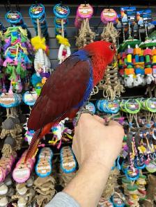 SOLOMON ISLAND ECLECTUS ❤️ - Photo 5