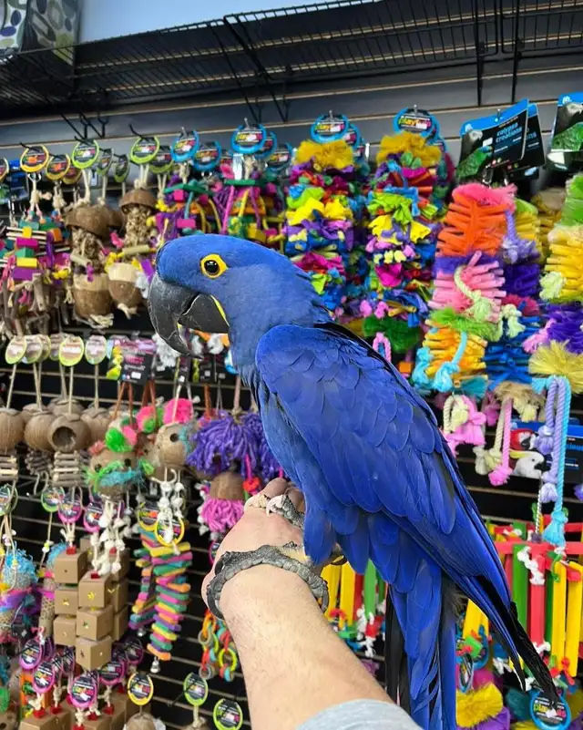 Hyacinth Macaw