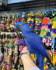 Hyacinth Macaw