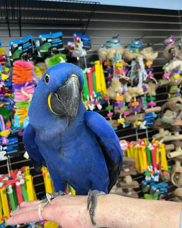 Hyacinth Macaw - Photo 2