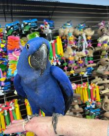 Hyacinth Macaw - Photo 2