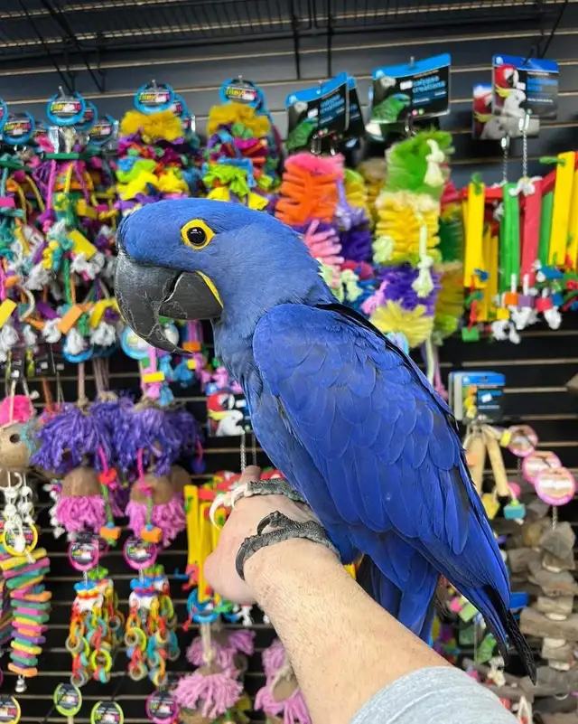 Hyacinth Macaw - Photo 3