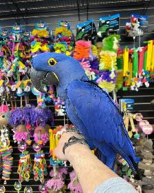 Hyacinth Macaw - Photo 3