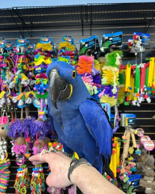 Hyacinth Macaw - Photo 4