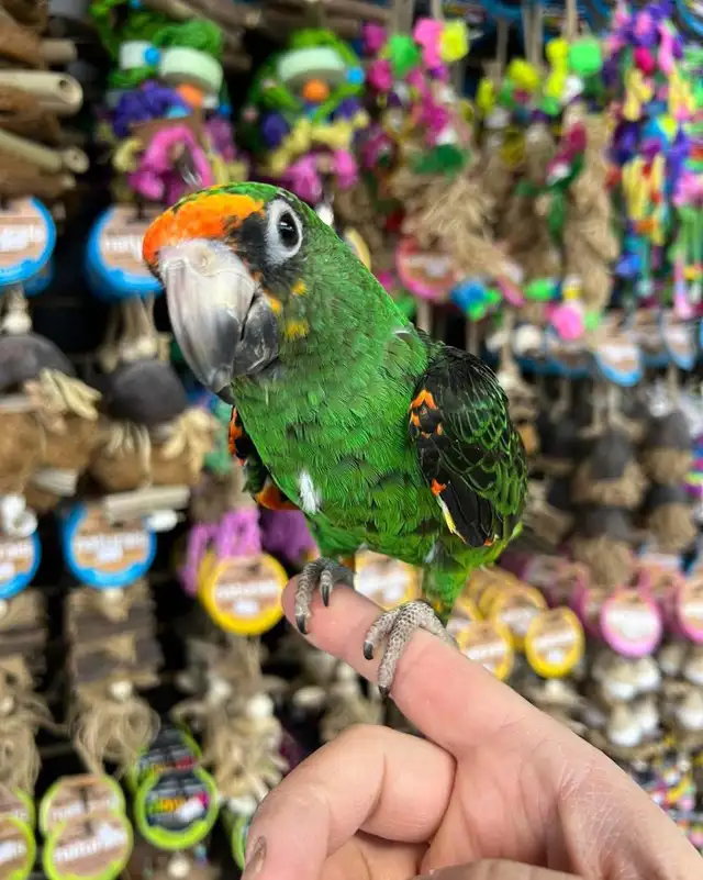 JARDINES PARROT