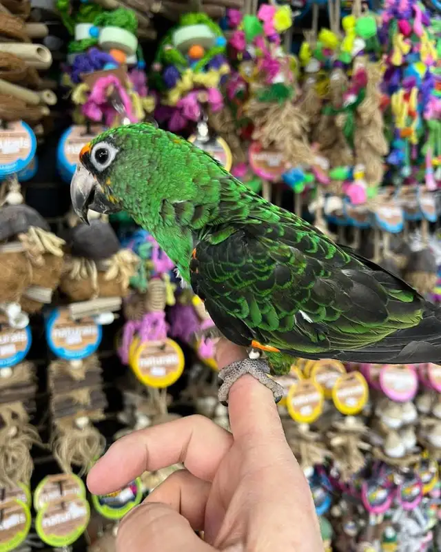 JARDINES PARROT - Photo 2