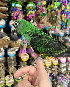 JARDINES PARROT - Photo 2