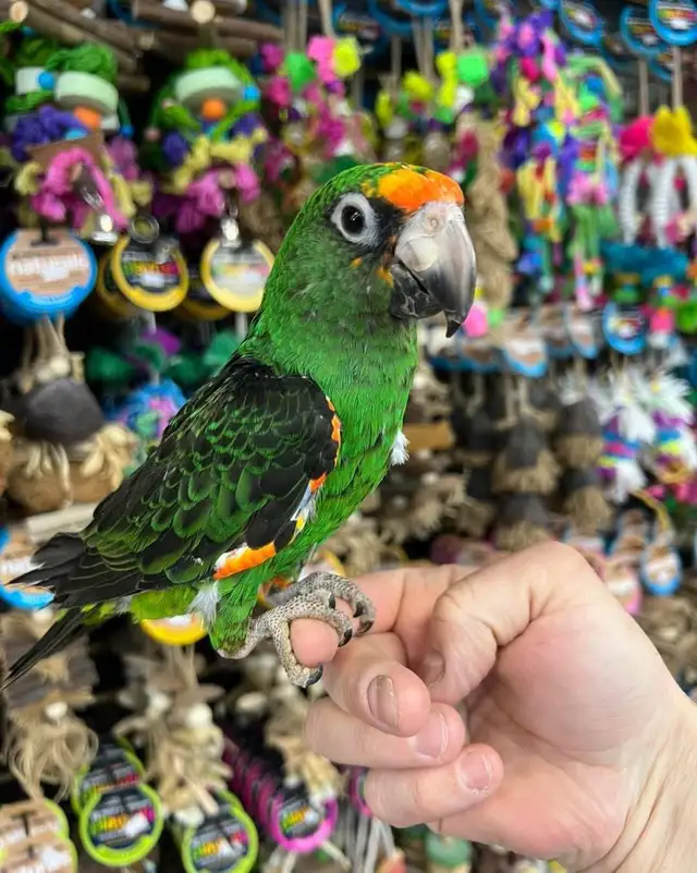 JARDINES PARROT - Photo 3