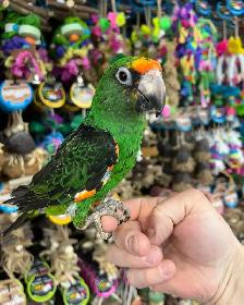 JARDINES PARROT - Photo 3