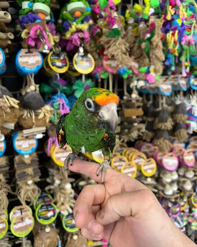 JARDINES PARROT - Photo 4