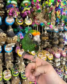 JARDINES PARROT - Photo 4