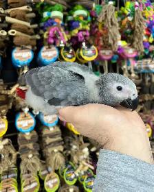 African Grey Congo