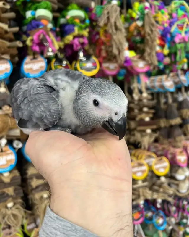 African Grey Congo - Photo 2