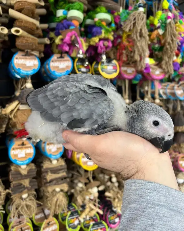 African Grey Congo - Photo 3