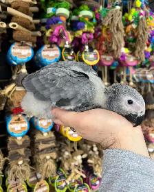 African Grey Congo - Photo 3