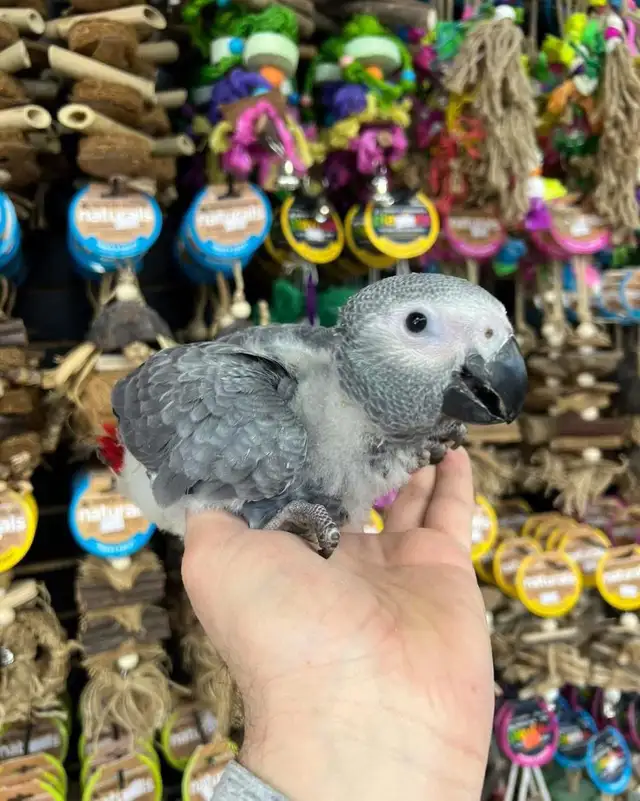 African Grey Congo - Photo 4