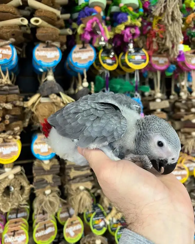 African Grey Congo - Photo 5