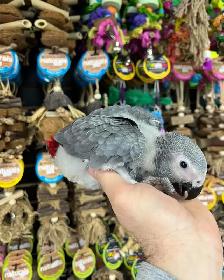 African Grey Congo - Photo 5