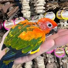 SUN CONURES