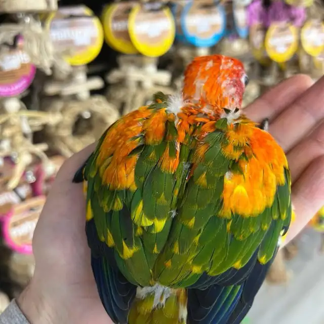 SUN CONURES - Photo 2