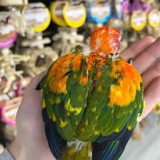SUN CONURES - Photo 2