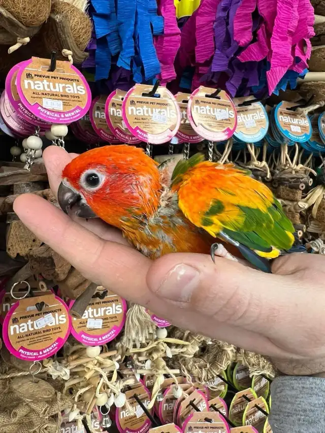 SUN CONURES - Photo 3