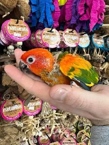 SUN CONURES - Photo 3