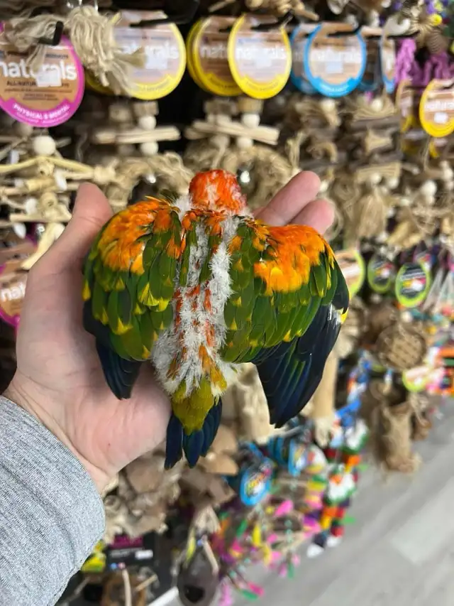 SUN CONURES - Photo 4