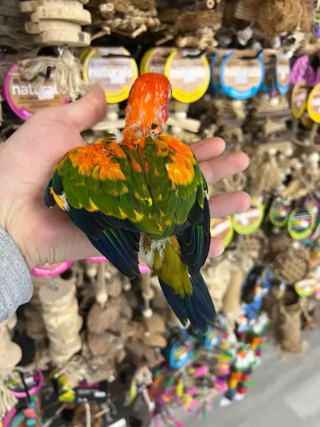 SUN CONURES - Photo 5