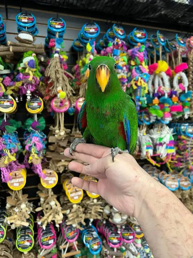 SOLOMON ISLAND ECLECTUS