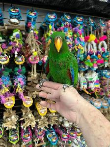 SOLOMON ISLAND ECLECTUS