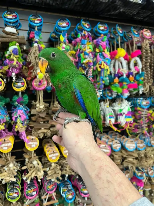 SOLOMON ISLAND ECLECTUS - Photo 2
