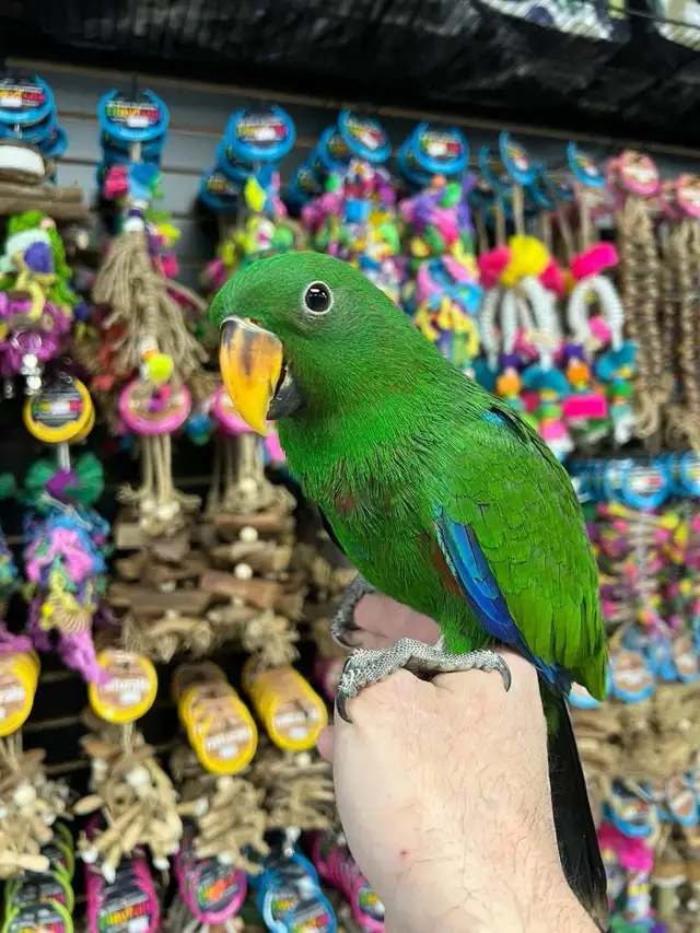 SOLOMON ISLAND ECLECTUS - Photo 3