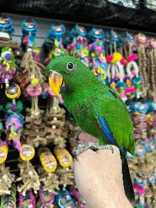 SOLOMON ISLAND ECLECTUS - Photo 3