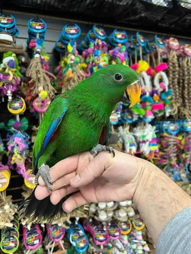 SOLOMON ISLAND ECLECTUS - Photo 4