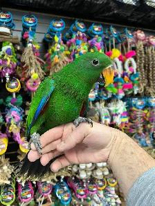 SOLOMON ISLAND ECLECTUS - Photo 4
