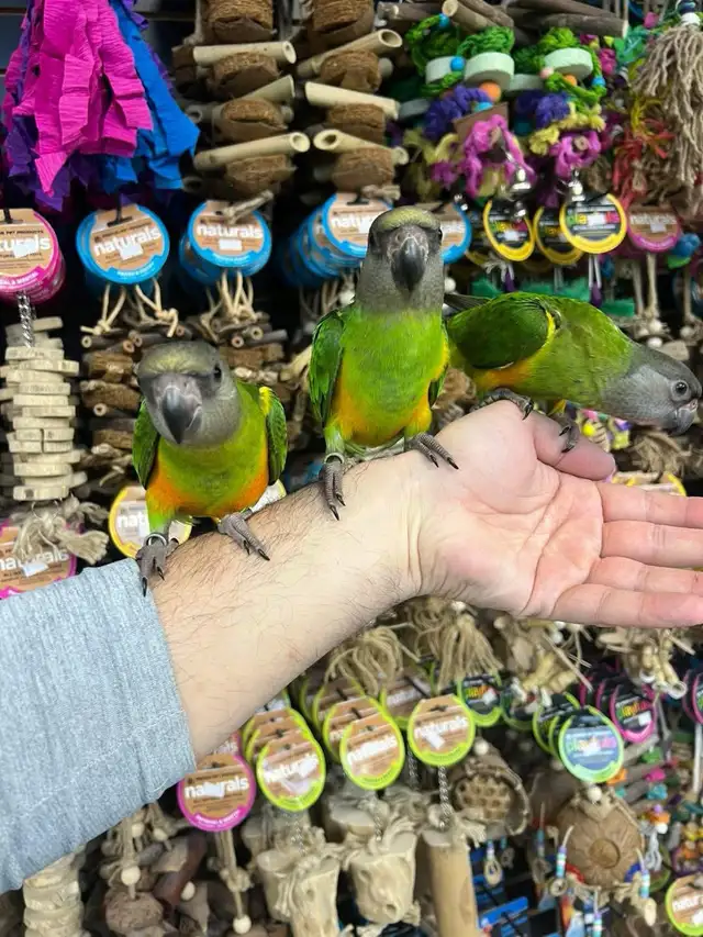 SENEGAL PARROT