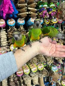 SENEGAL PARROT