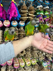 SENEGAL PARROT - Photo 2