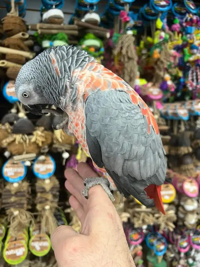 African Grey Congo