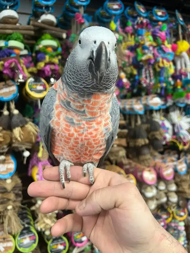 African Grey Congo - Photo 2
