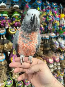 African Grey Congo - Photo 2
