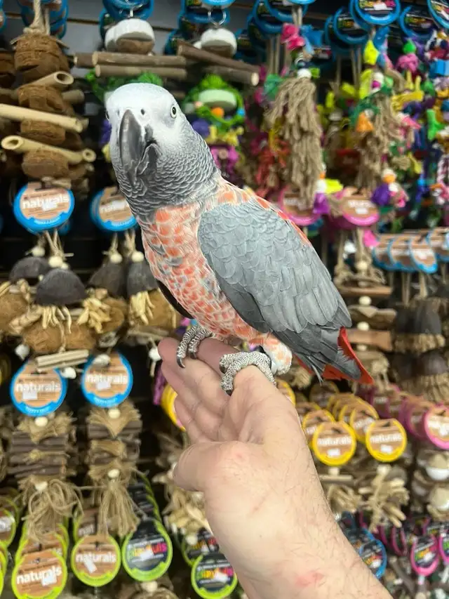 African Grey Congo - Photo 3