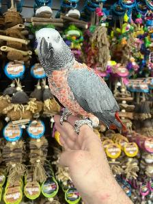 African Grey Congo - Photo 3