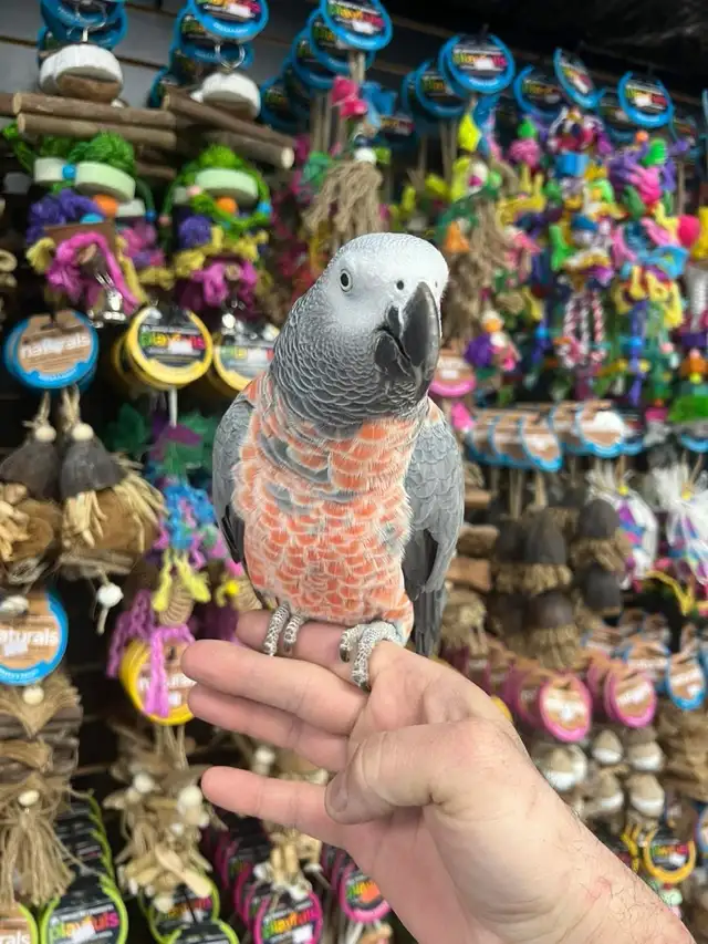 African Grey Congo - Photo 4