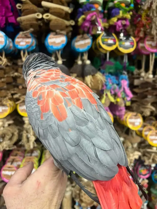 African Grey Congo - Photo 5