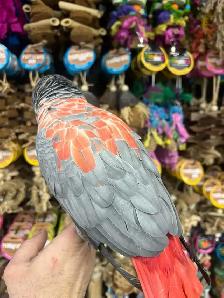 African Grey Congo - Photo 5