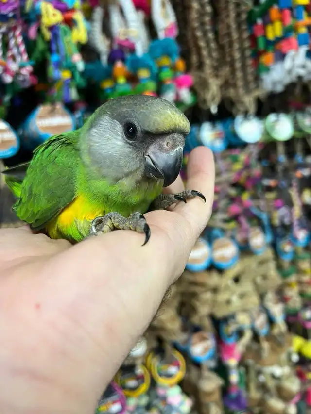 SENEGAL PARROT