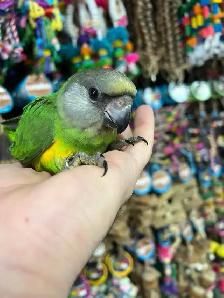 SENEGAL PARROT